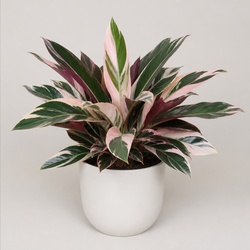 Calathea Triostar Identification Guide