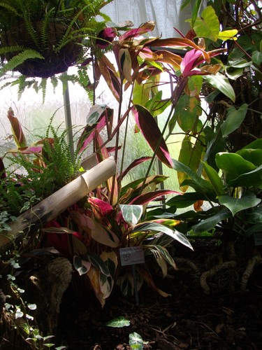 Calathea Triostar