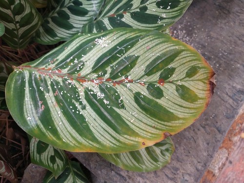 Calathea