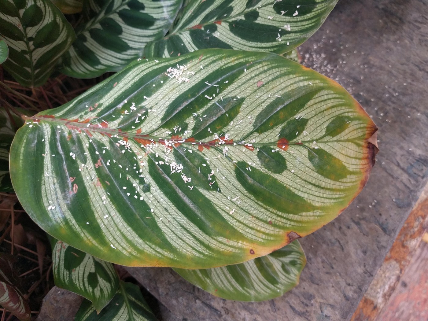 How to Care for Calathea