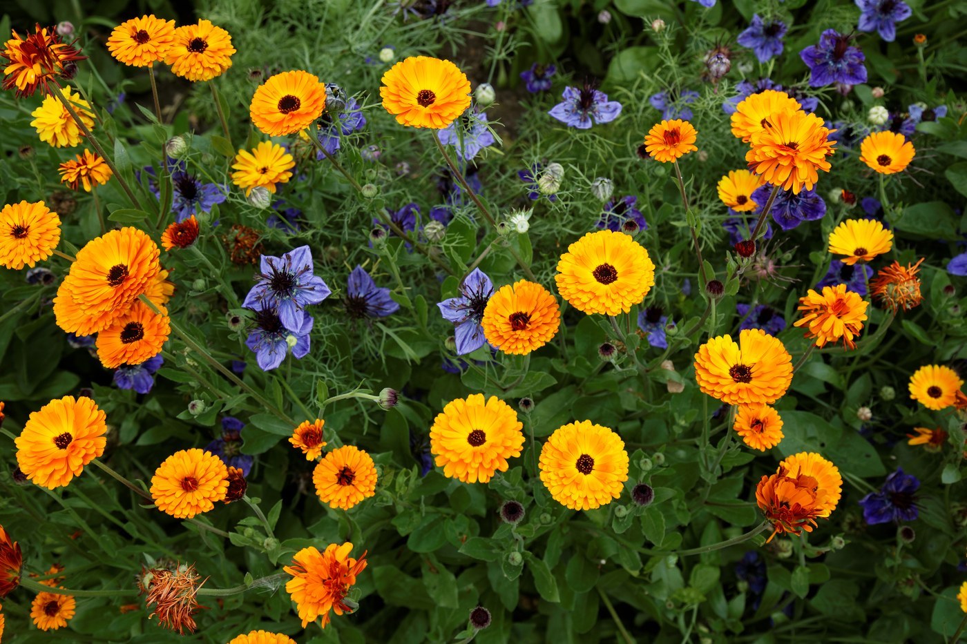 How to Care for Calendula