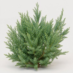 California Juniper Identification Guide