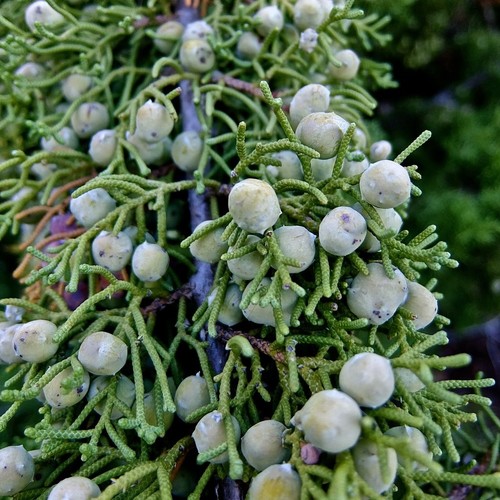California Juniper