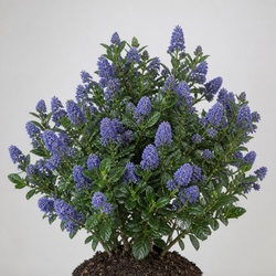California Lilac Identification Guide