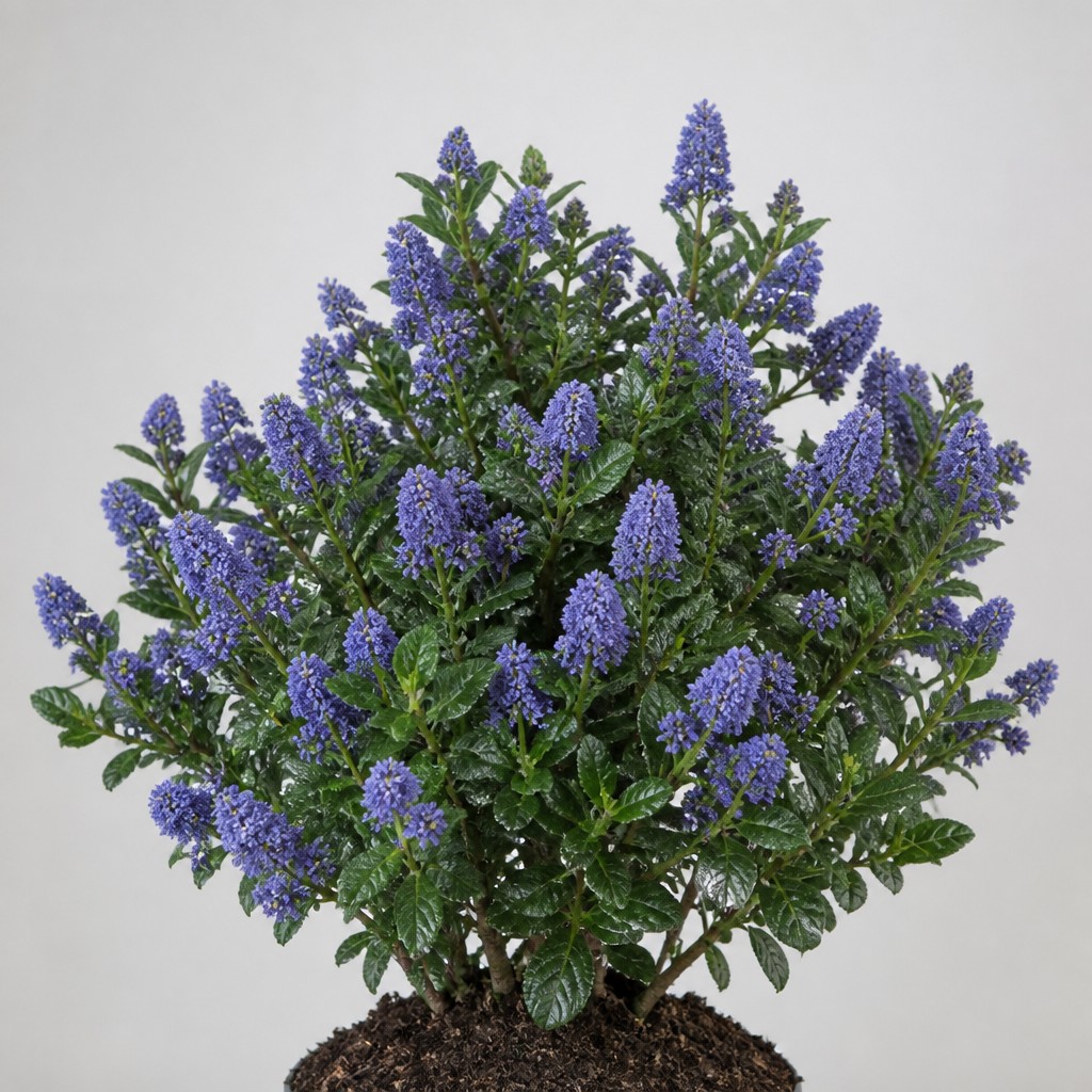 California Lilac