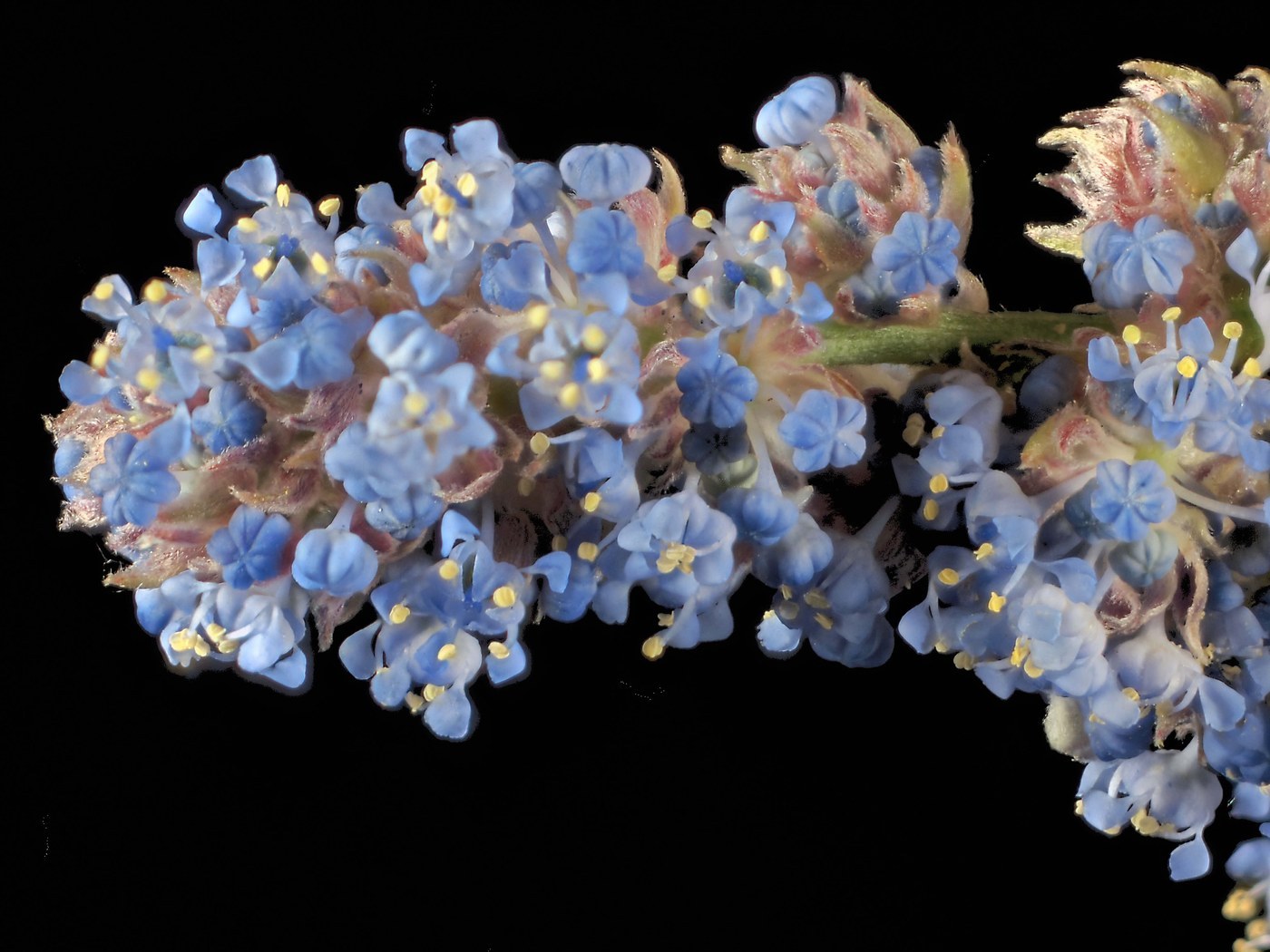 How to Care for California Lilac
