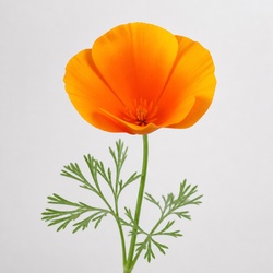California Poppy Identification Guide