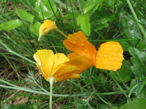 California Poppy