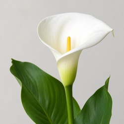 Calla Lily Identification Guide