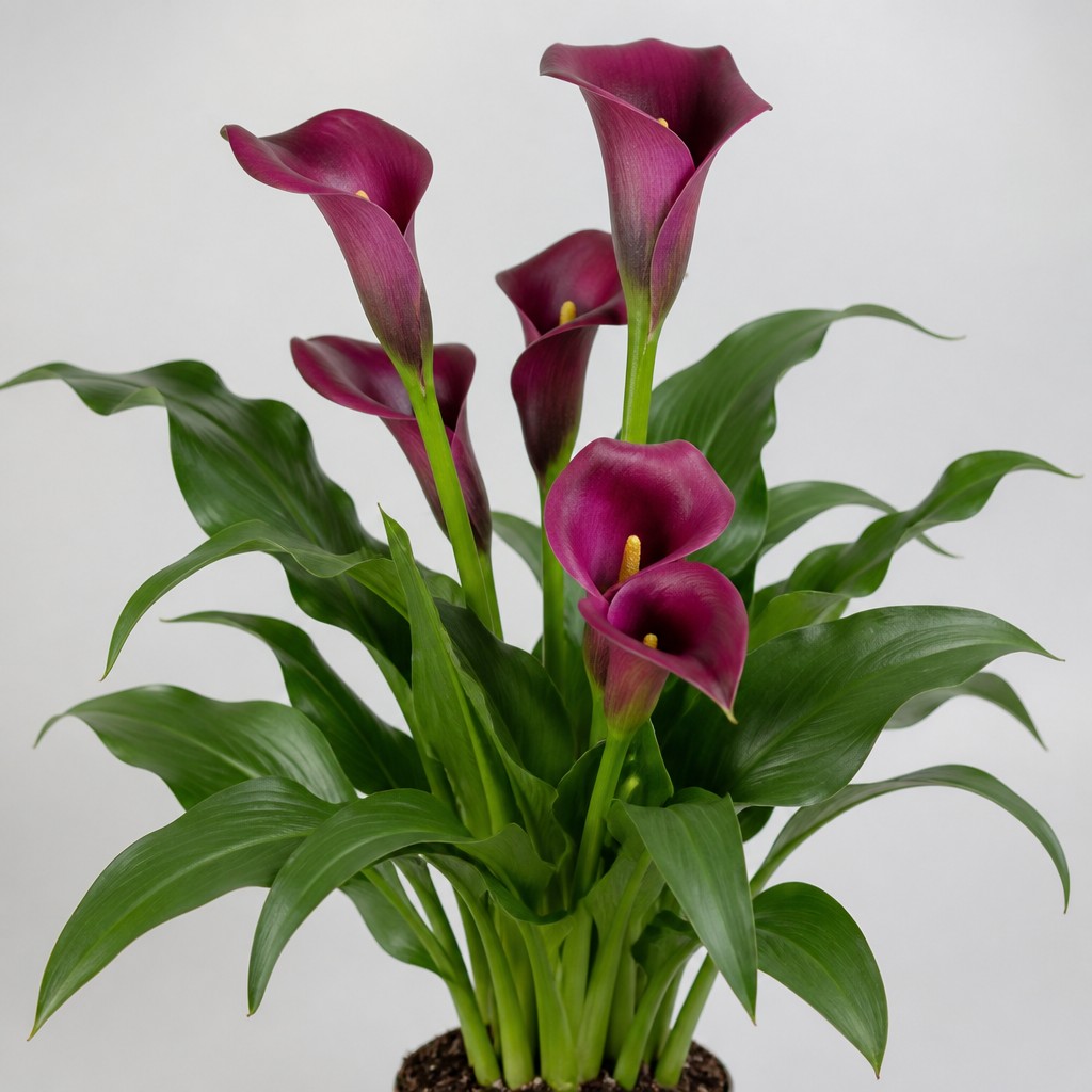 Calla Lily