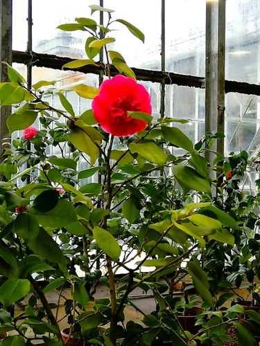 Camellia