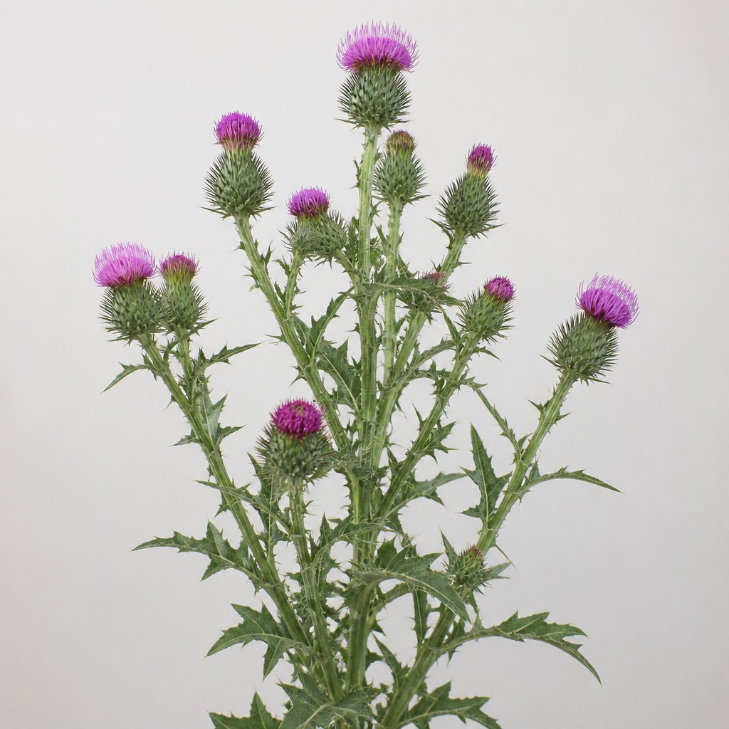 Canada Thistle