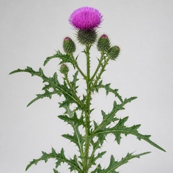 Canada Thistle Identification Guide