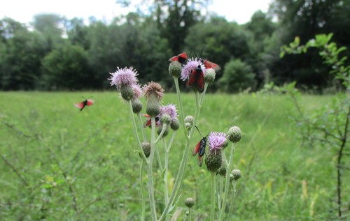 Canada Thistle