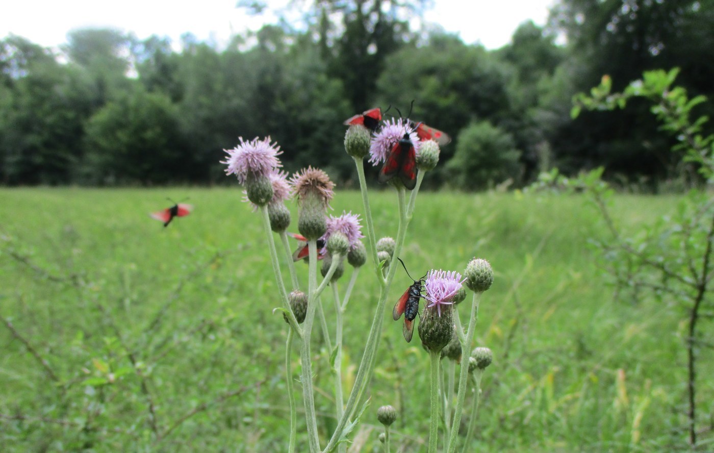 How to Care for Canada Thistle
