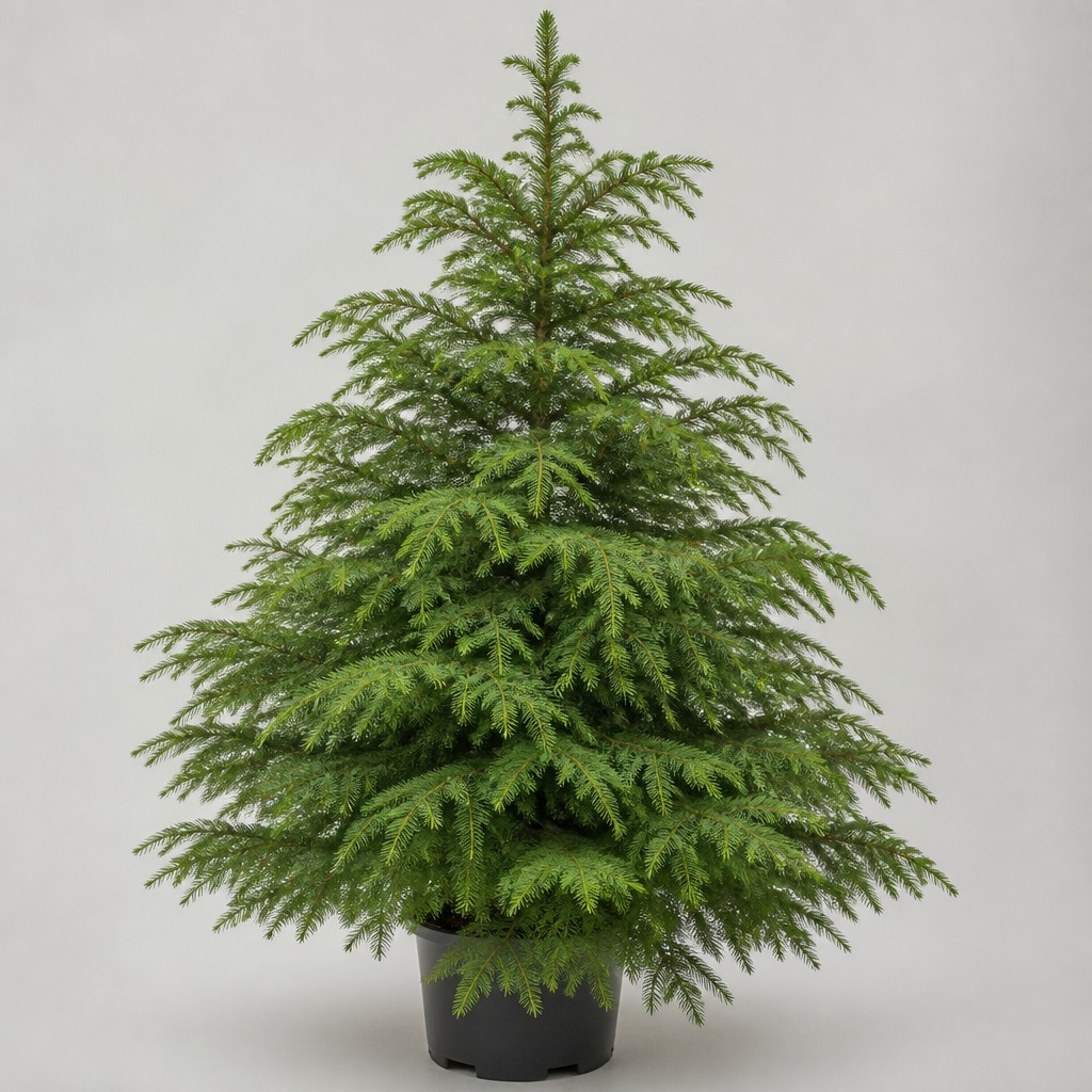 Canadian Hemlock