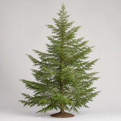 Canadian Hemlock Identification Guide