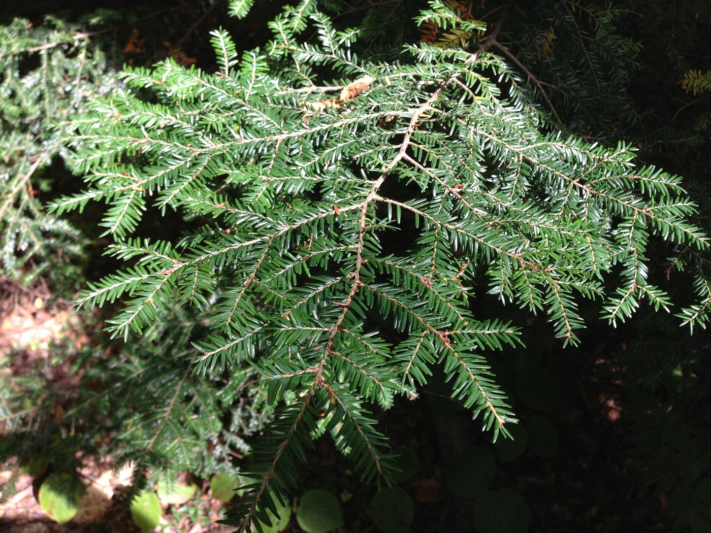 How to Care for Canadian Hemlock