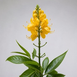 Canary Creeper Identification Guide