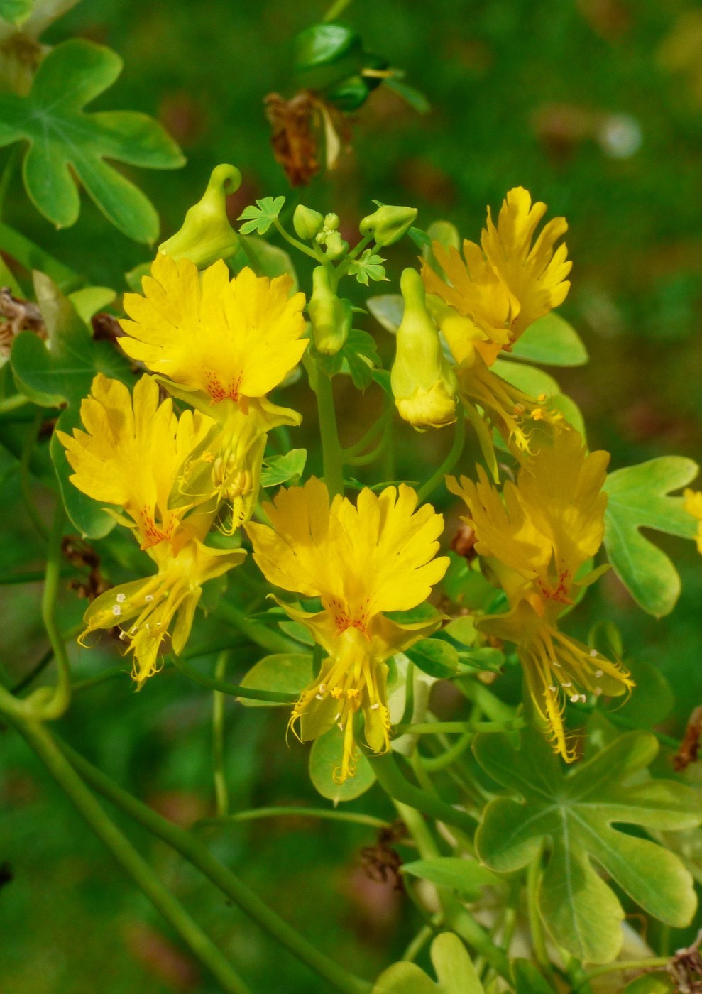 How to Care for Canary Creeper
