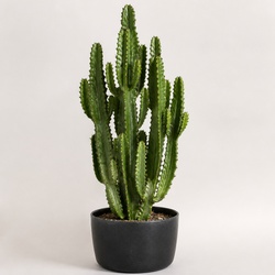 Candelabra Cactus Identification Guide