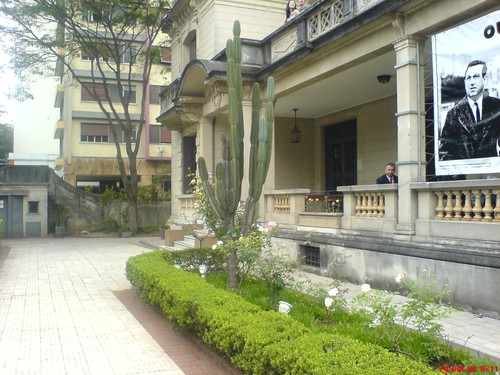 Candelabra Cactus