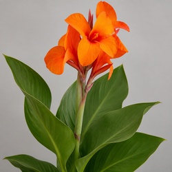 Canna Lily Identification Guide