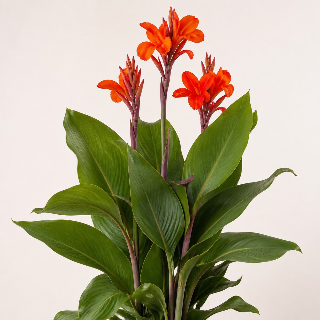 Canna Lily