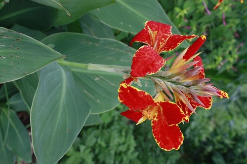 Canna Lily