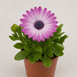 Cape Daisy Identification Guide