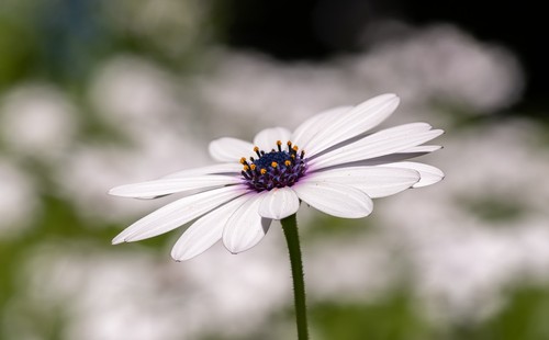 Cape Daisy