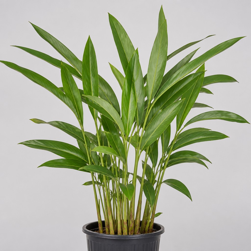 Cardamom