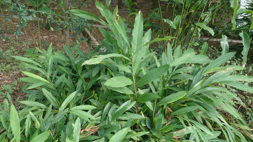 Cardamom