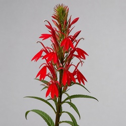 Cardinal Flower Identification Guide
