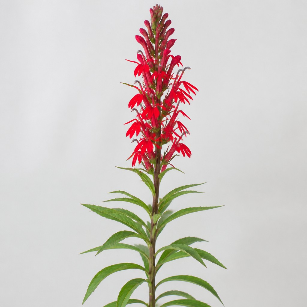 Cardinal Flower