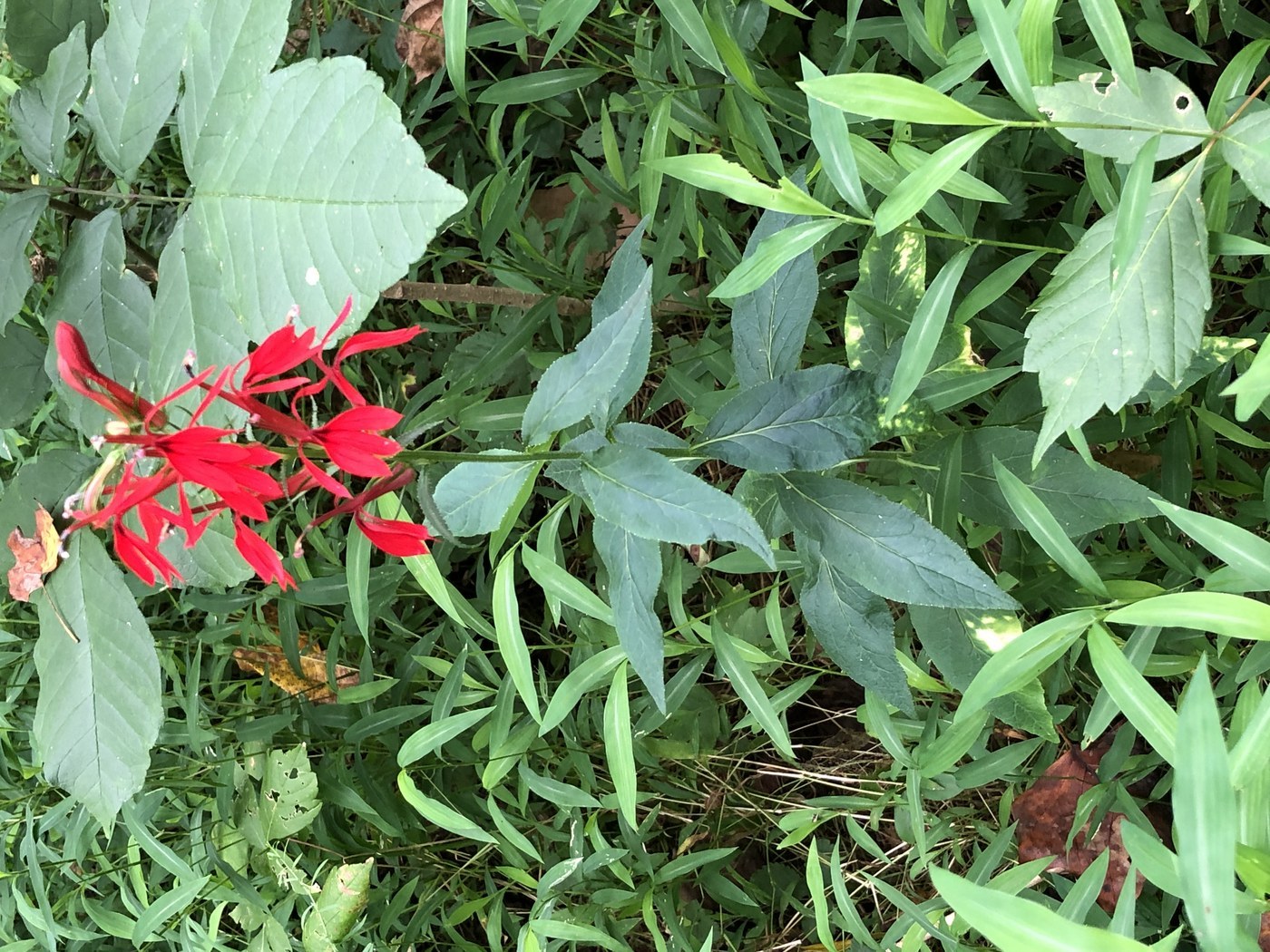 How to Care for Cardinal Flower