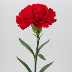 Carnation Identification Guide