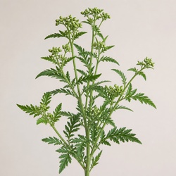 Carpetweed Identification Guide