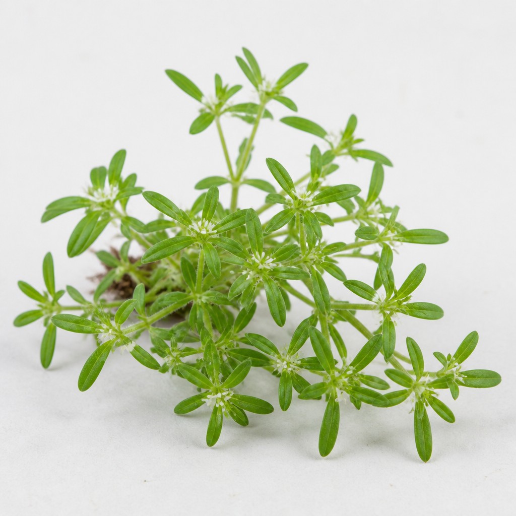 Carpetweed