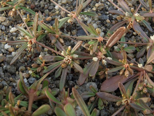 Carpetweed