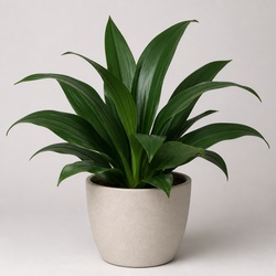 Cast Iron Plant Identification Guide