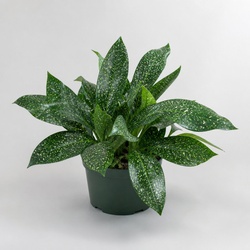 Cast Iron Plant 'Milky Way' Identification Guide