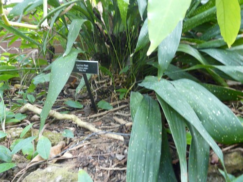 Cast Iron Plant 'Milky Way'