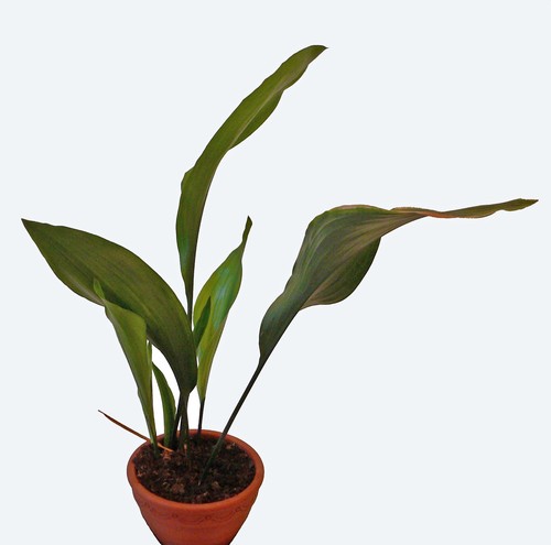 Cast Iron Plant
