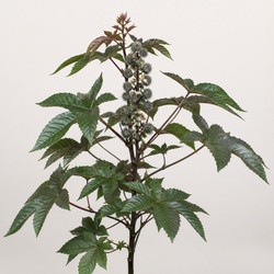 Castor Bean Identification Guide