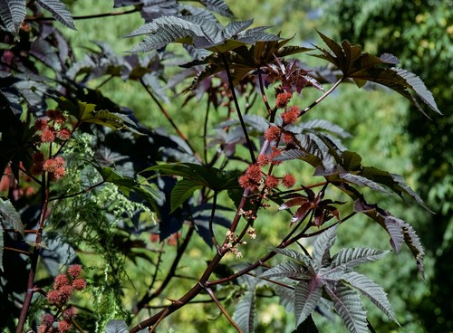 Castor Bean