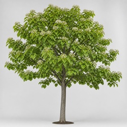 Catalpa Tree Identification Guide