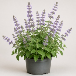 Catmint Identification Guide
