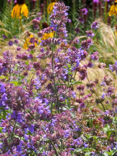 Catmint