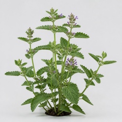 Catnip Identification Guide